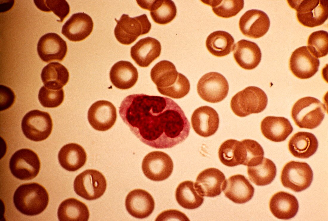 Monocyte blood cell,light micrograph