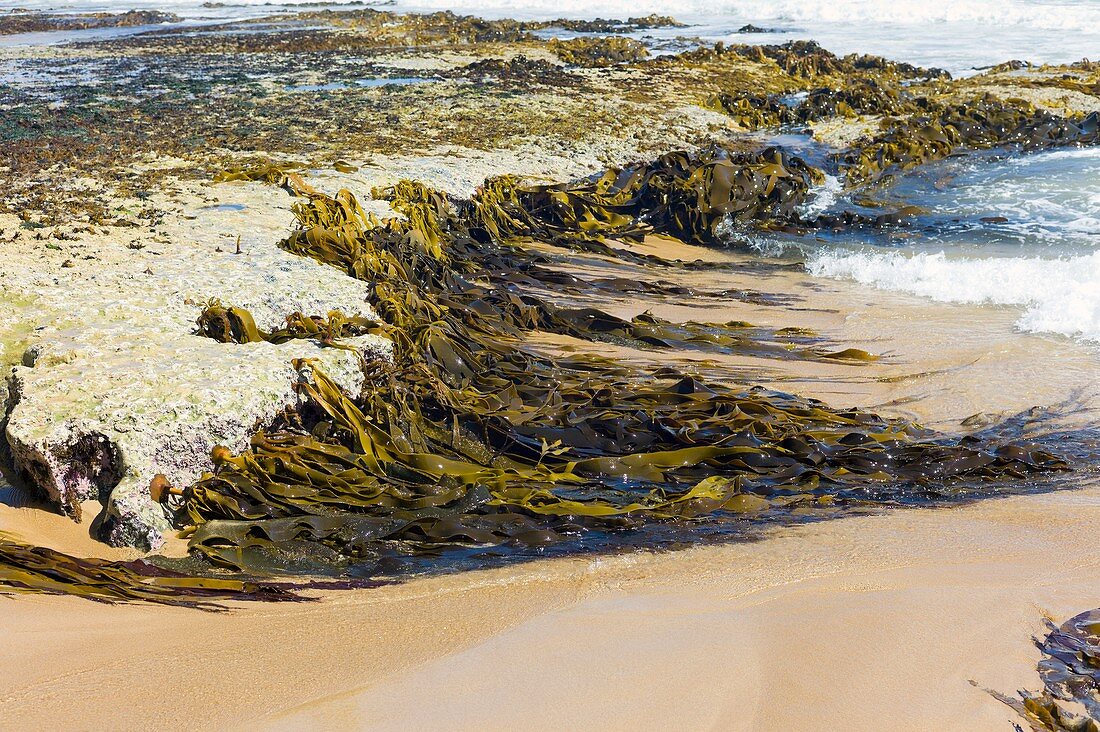 Brown algae on a high energy shoreline
