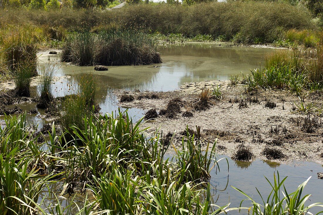 A created wetland used for bioremediation