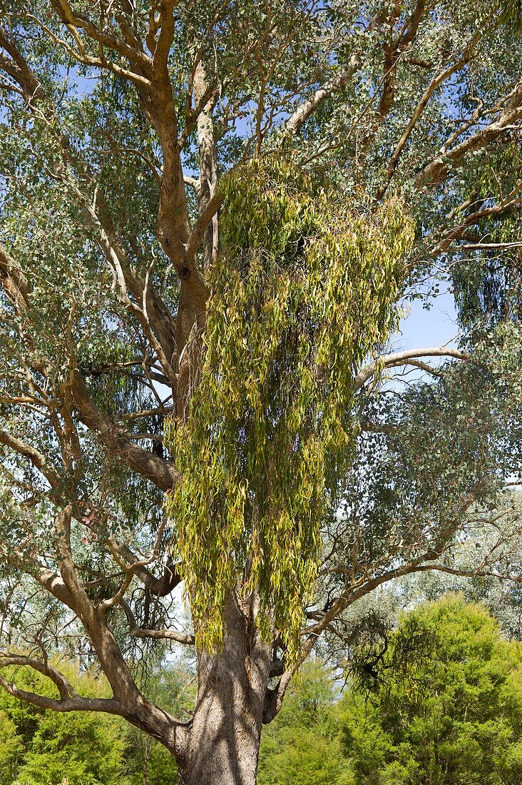 Eucalyptus tree with drooping mistleto