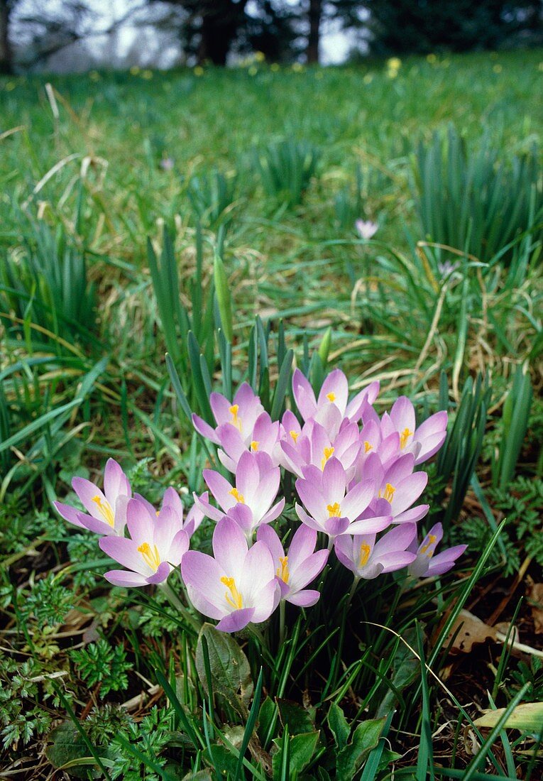 Crocus flowers