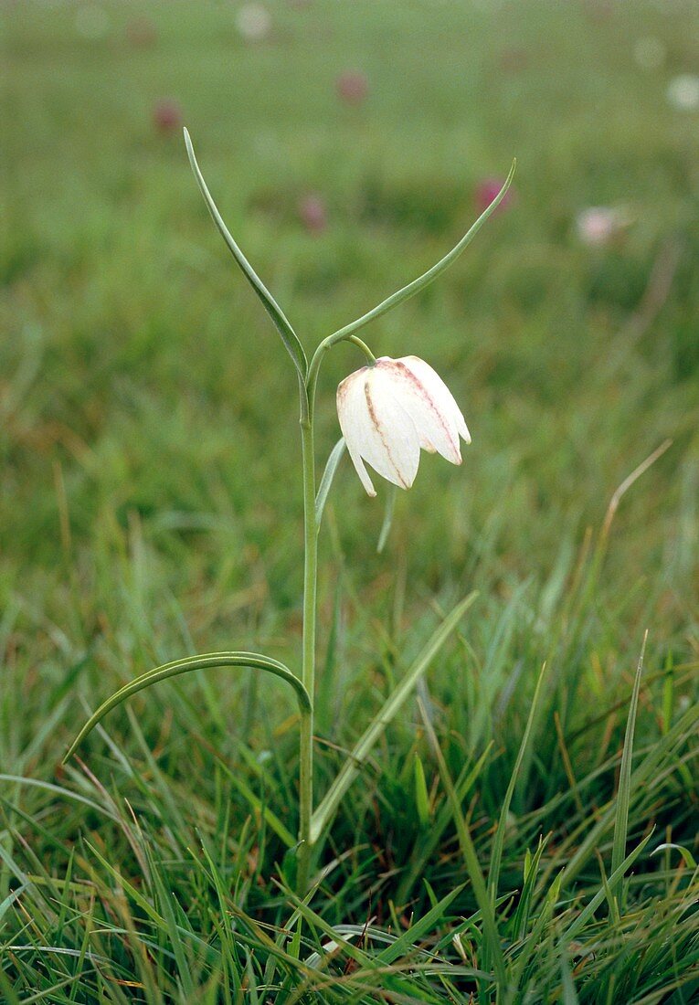 Snake's head fritillary flower