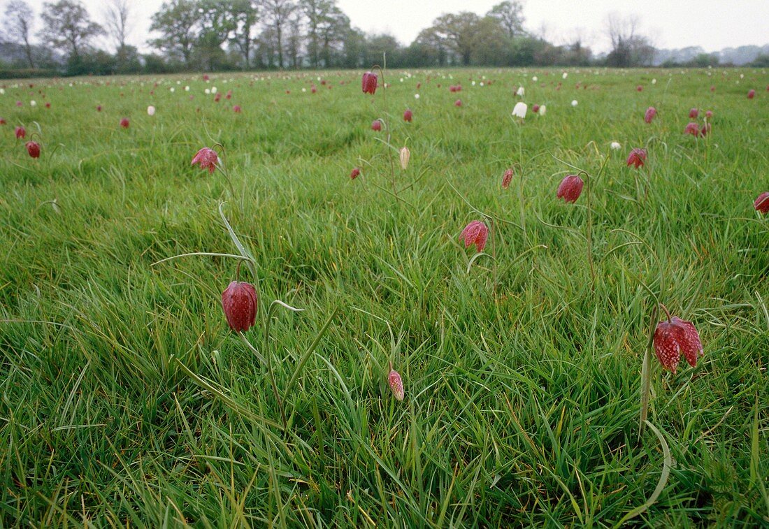 Snake's head fritillary flowers