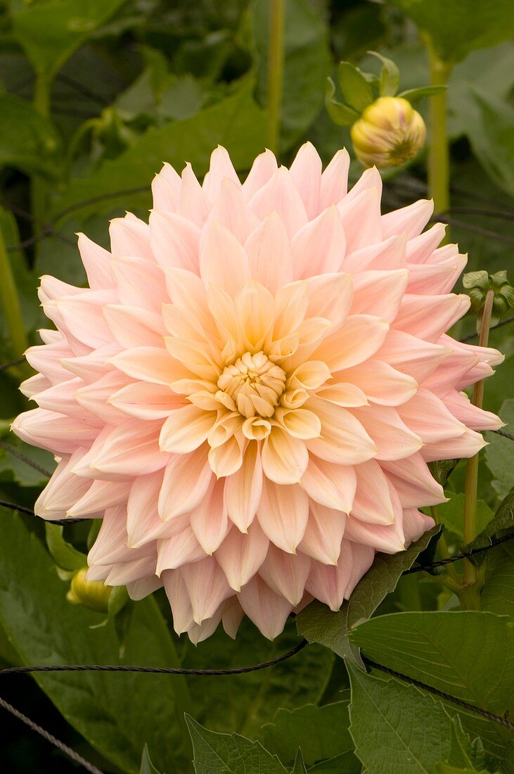 Dahlia 'Amgard Delicate'