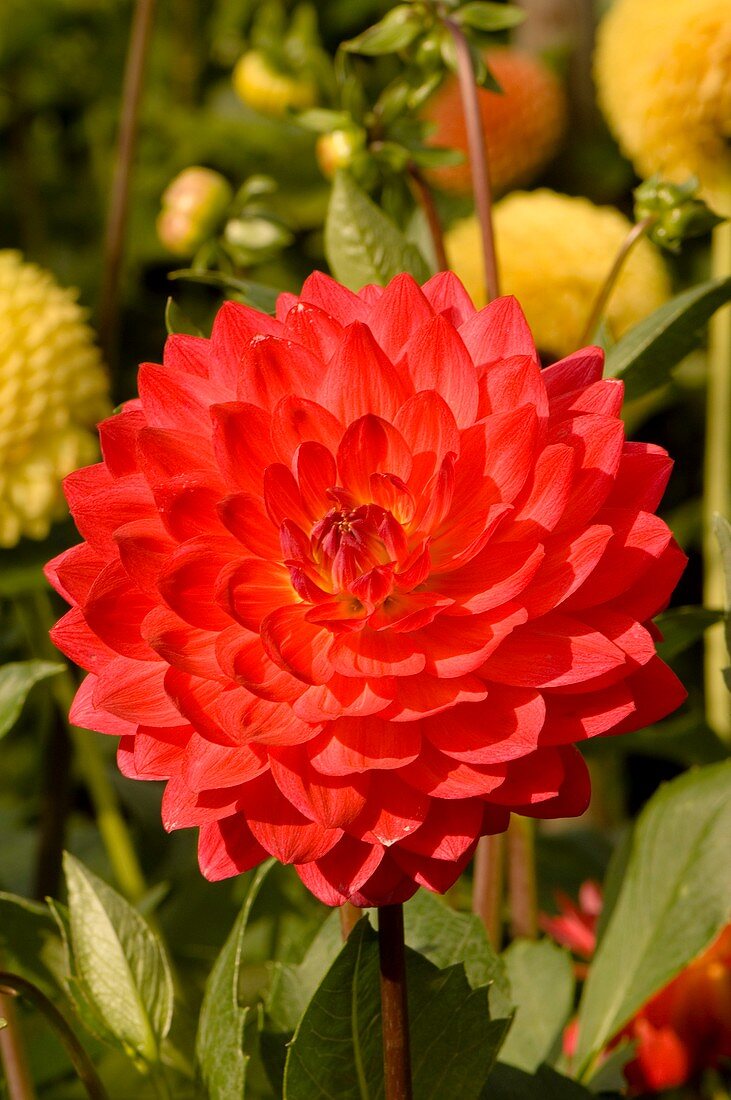 Dahlia 'Kilburn Glow'