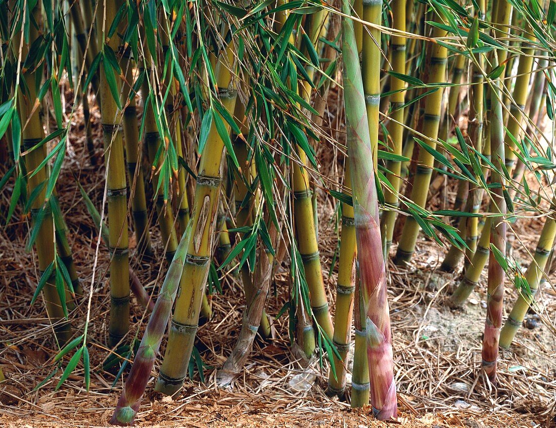 Bamboo (Chusquea culeou)