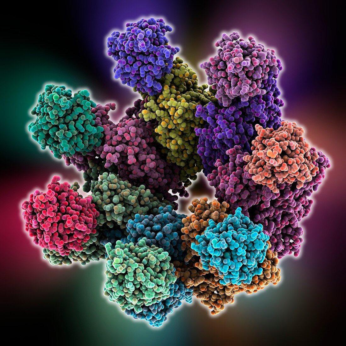 Anthrax toxin prepore,molecular model