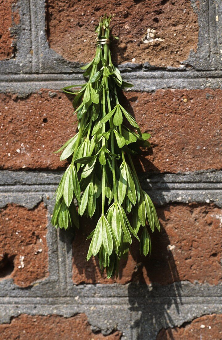 Woodruff Hanging on a Brick Wall To Dry