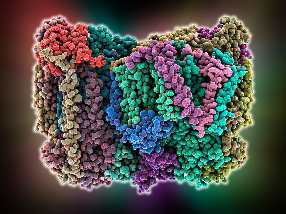 Cytochrome c oxidase molecule