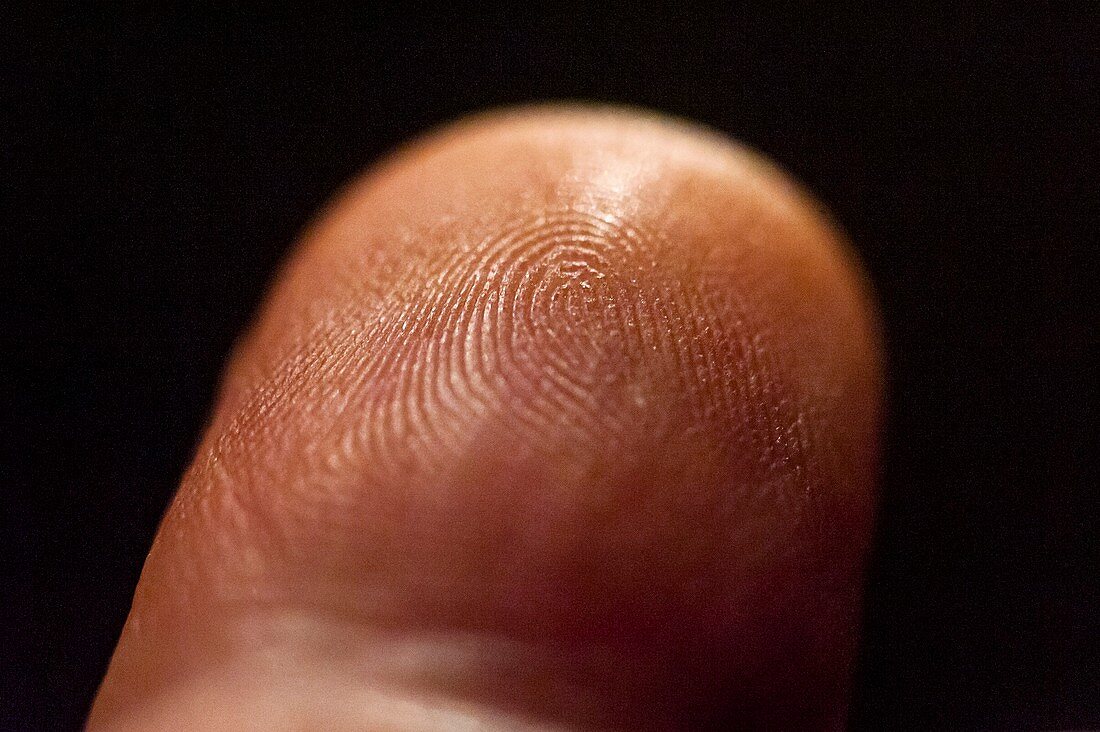 Dermal ridges on fingertip