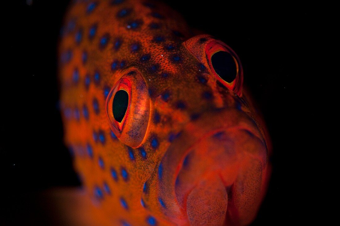 Portrait of coral grouper