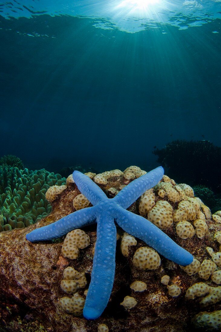 Blue starfish in Indonesia