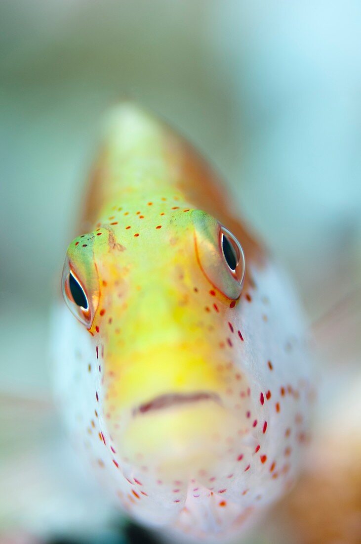 Portrait of a freckled hawkfish