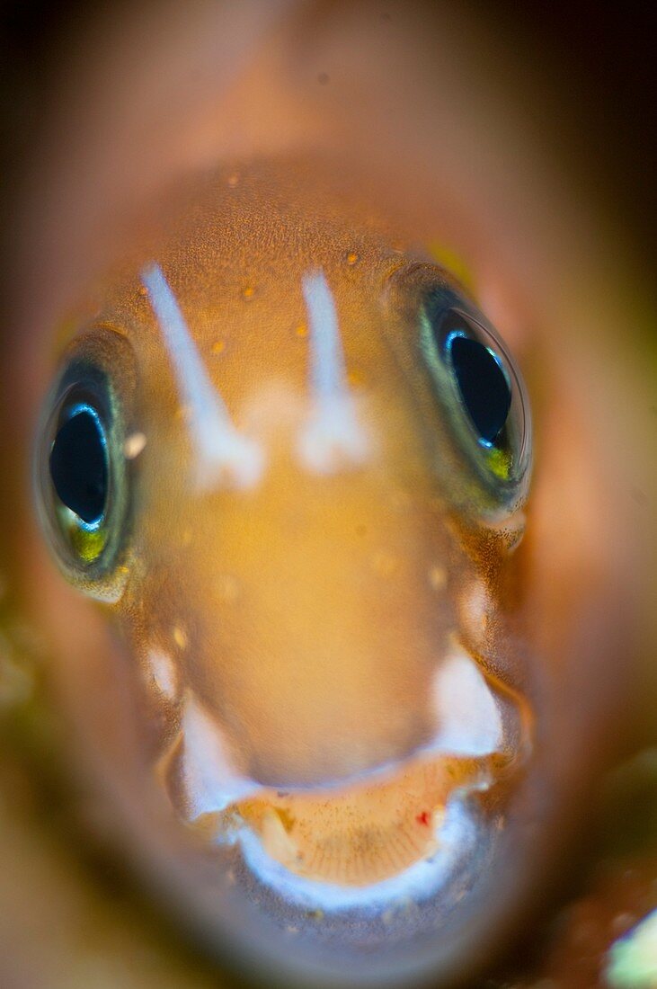 Portrait of blenny in Indonesia