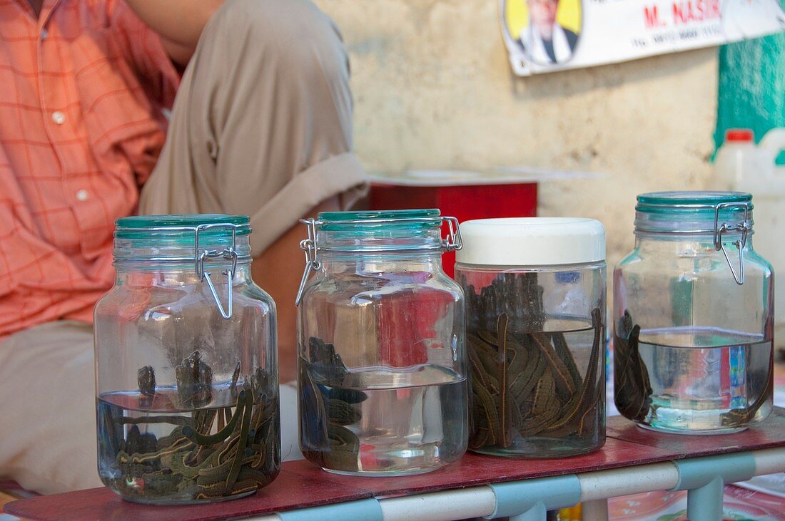Medical leeches for sale in Indonesia