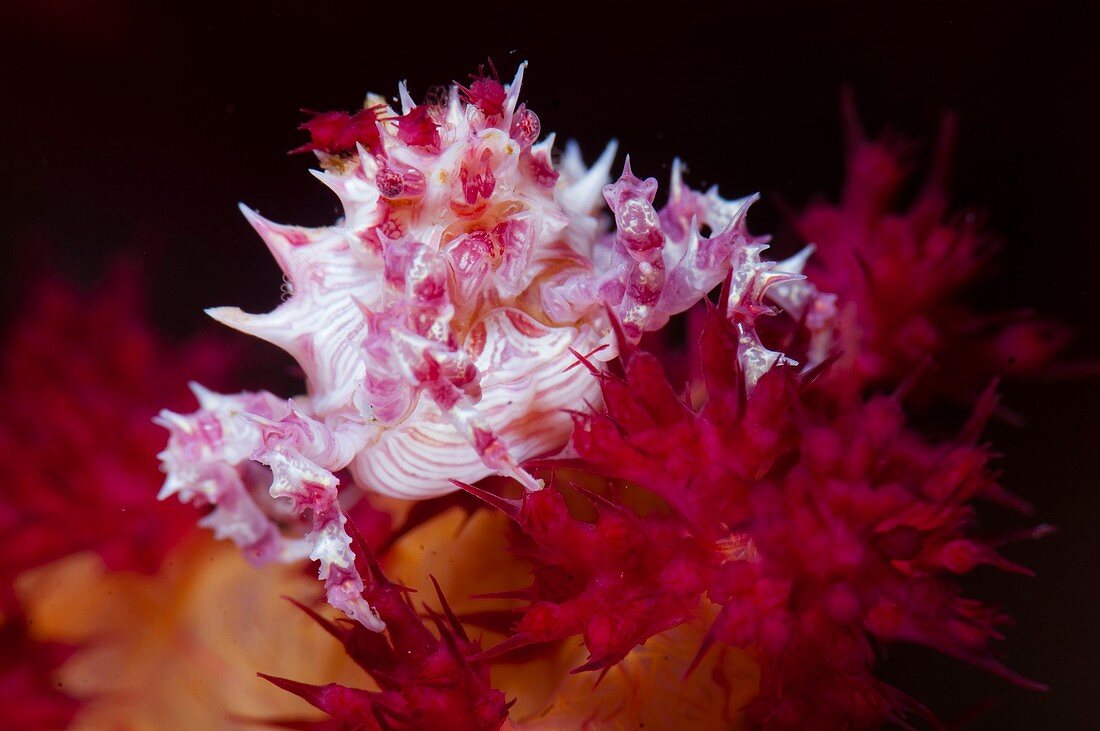 Soft coral crab in Indonesia