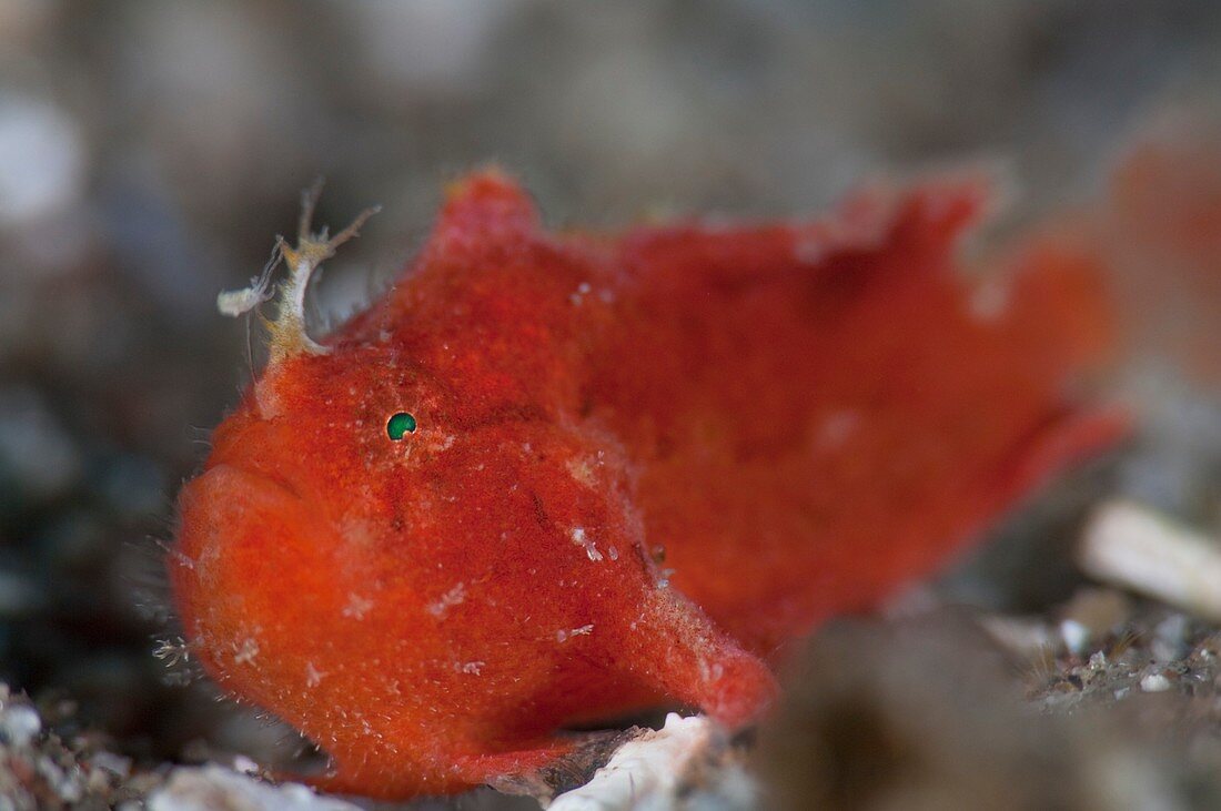Juvenile red spotfin frogfish