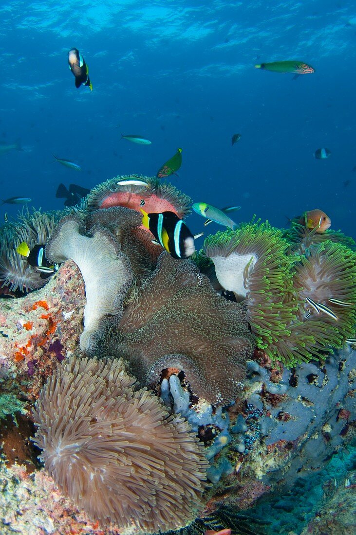 Healthy reef scene with anemonefish