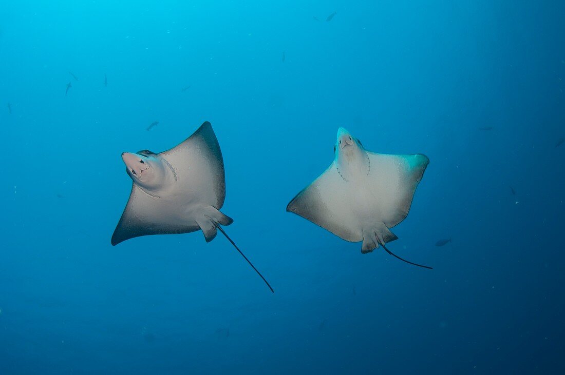 Pair of spotted eagle rays