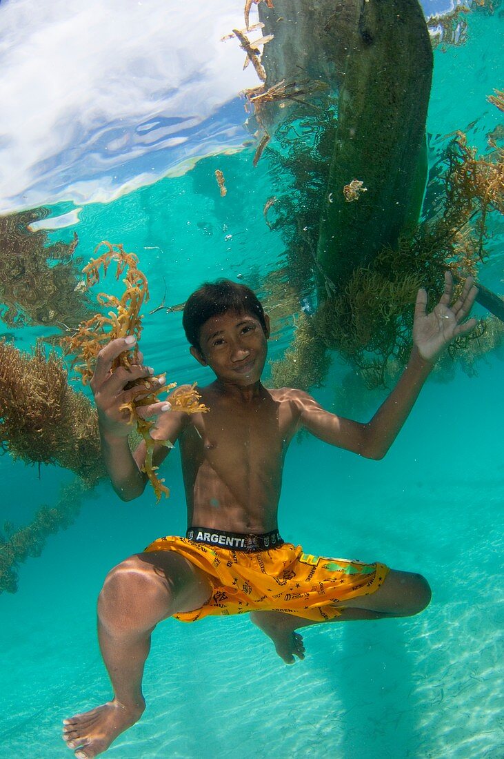 Boy seaweed farming in Indonesia