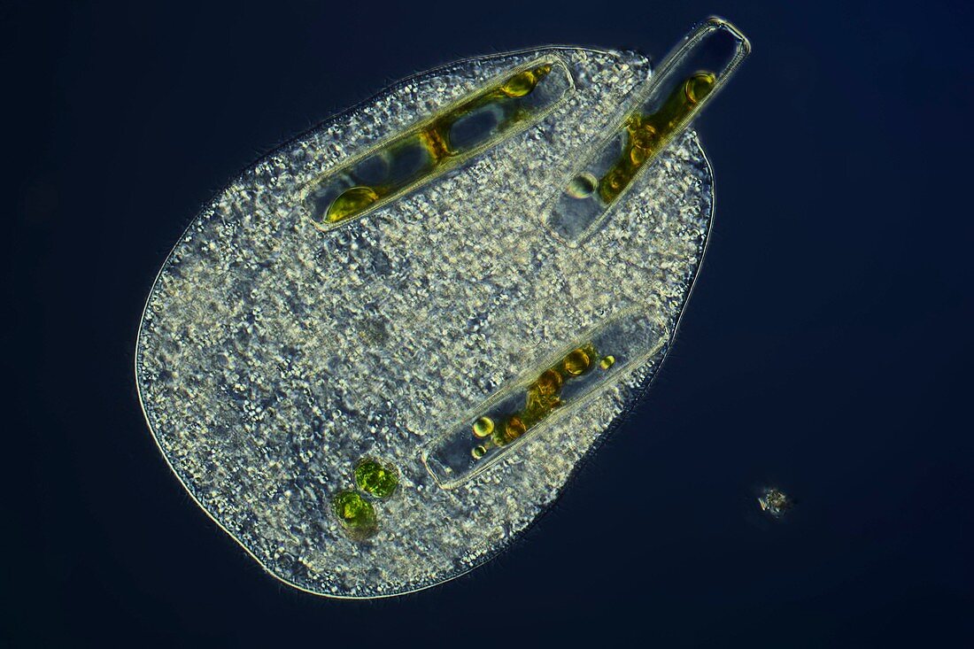 Ciliate protozoan ingesting algae