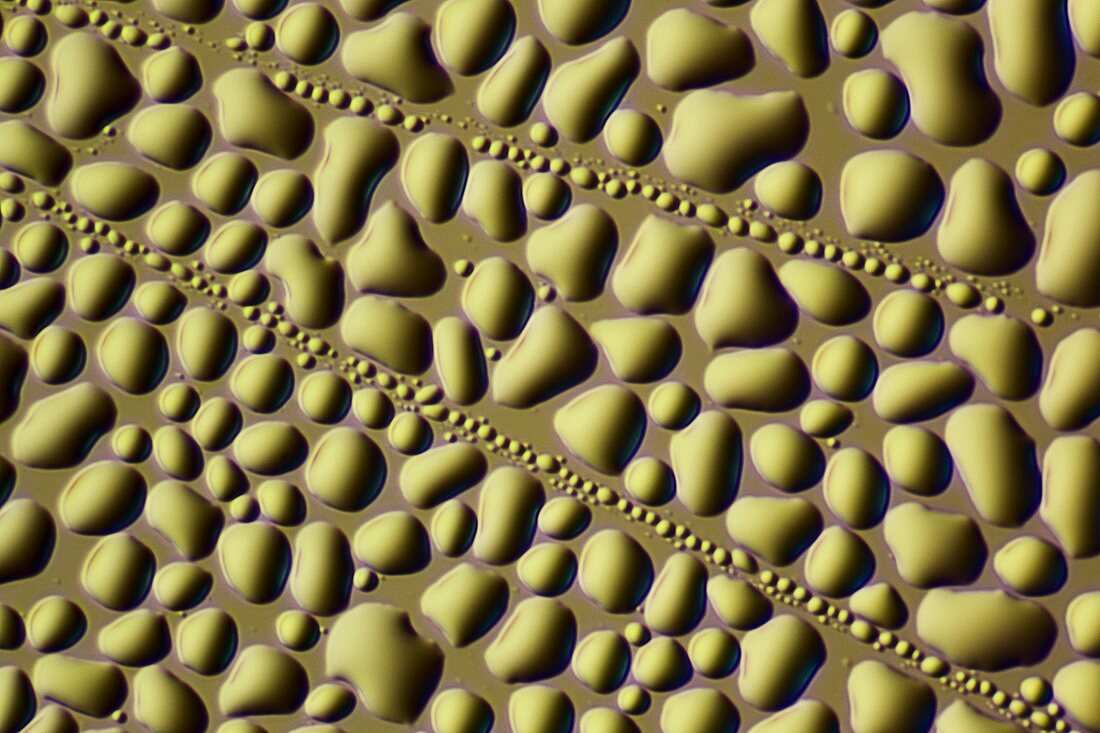 Water droplets,light micrograph