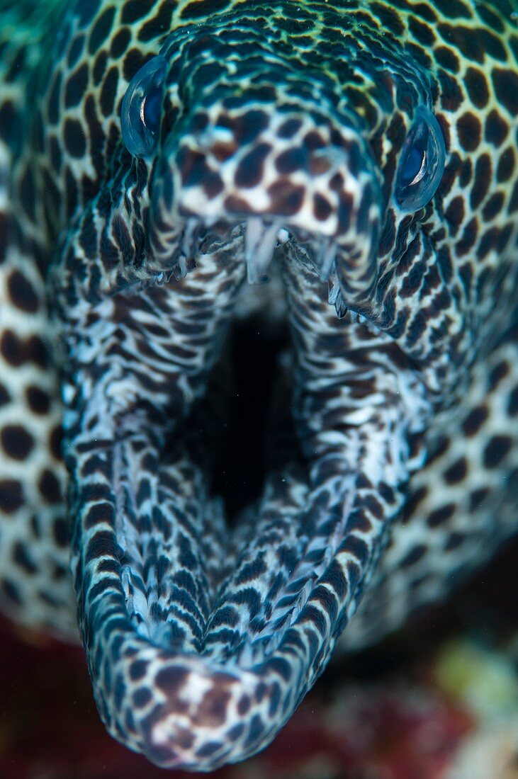 Mouth of honeycomb moray