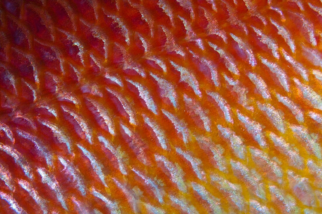 Detail of fish scales