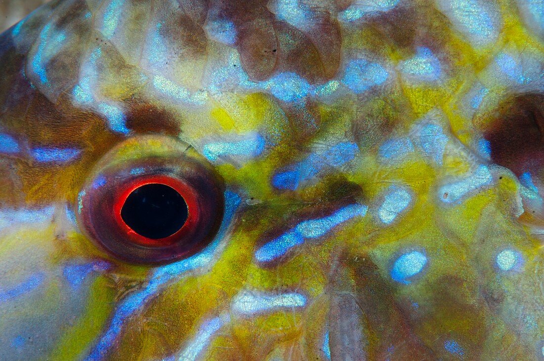 Eye detail of rabbitfish
