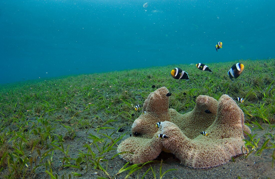 Anemonefish in seagrass in Indonesia