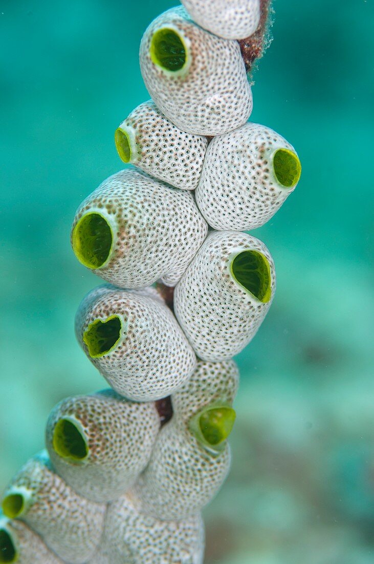 Colony of seasquirts