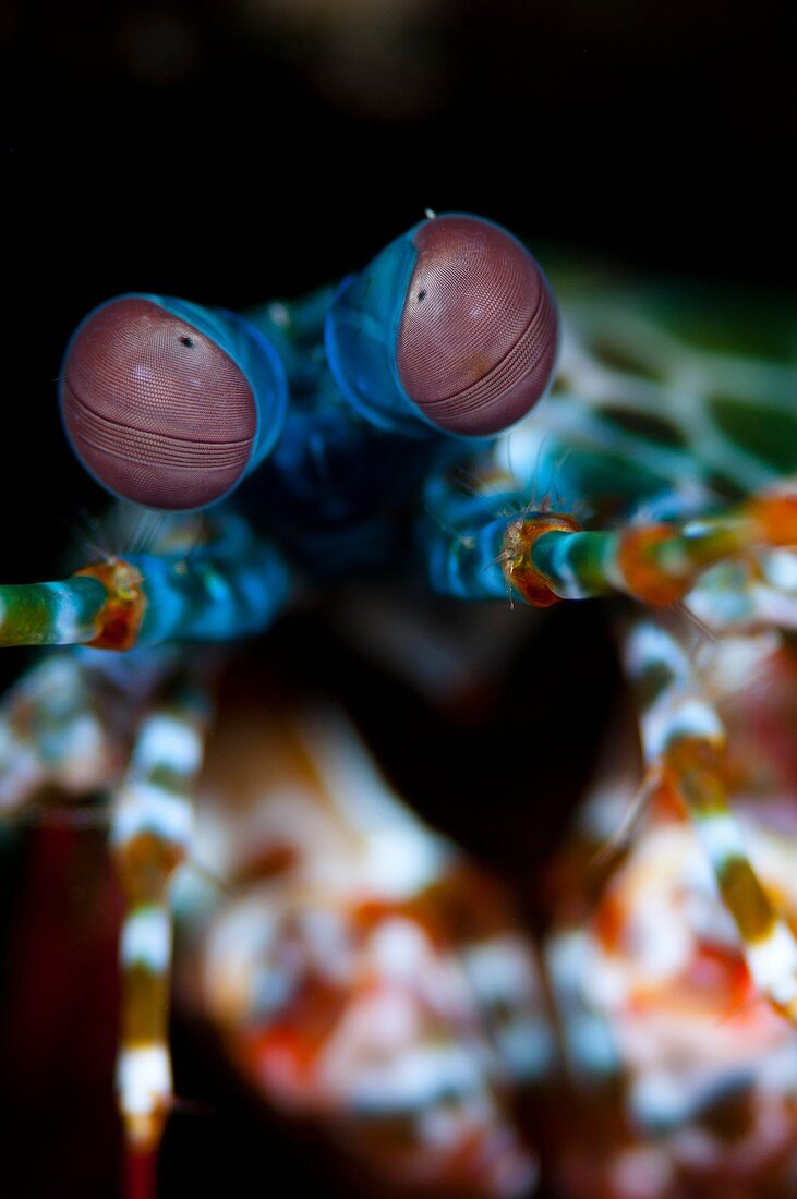 Eyes of peacock mantis shrimp