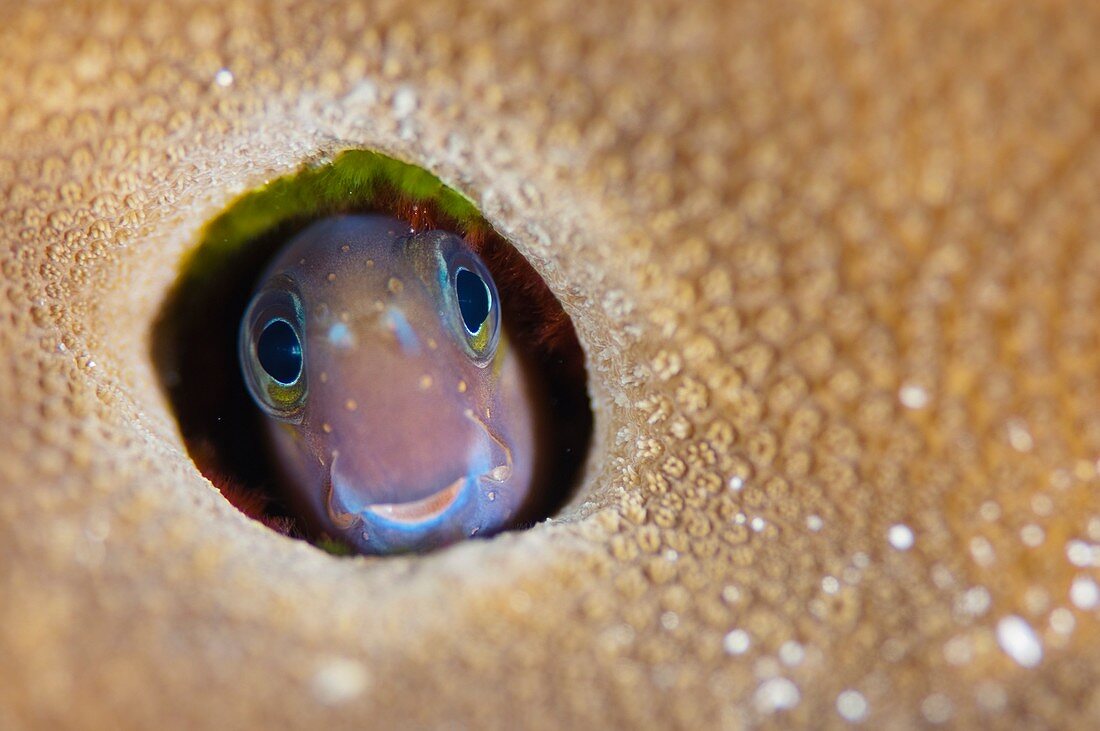 Blenny in coral home