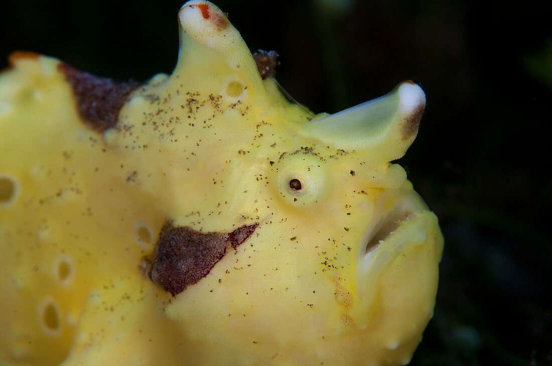 Portrait of a clown frogfish