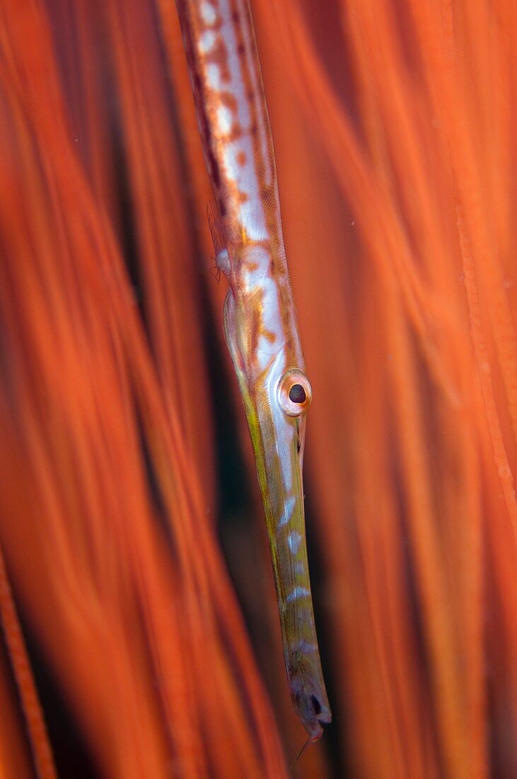 Juvenile trumpetfish in whip coral