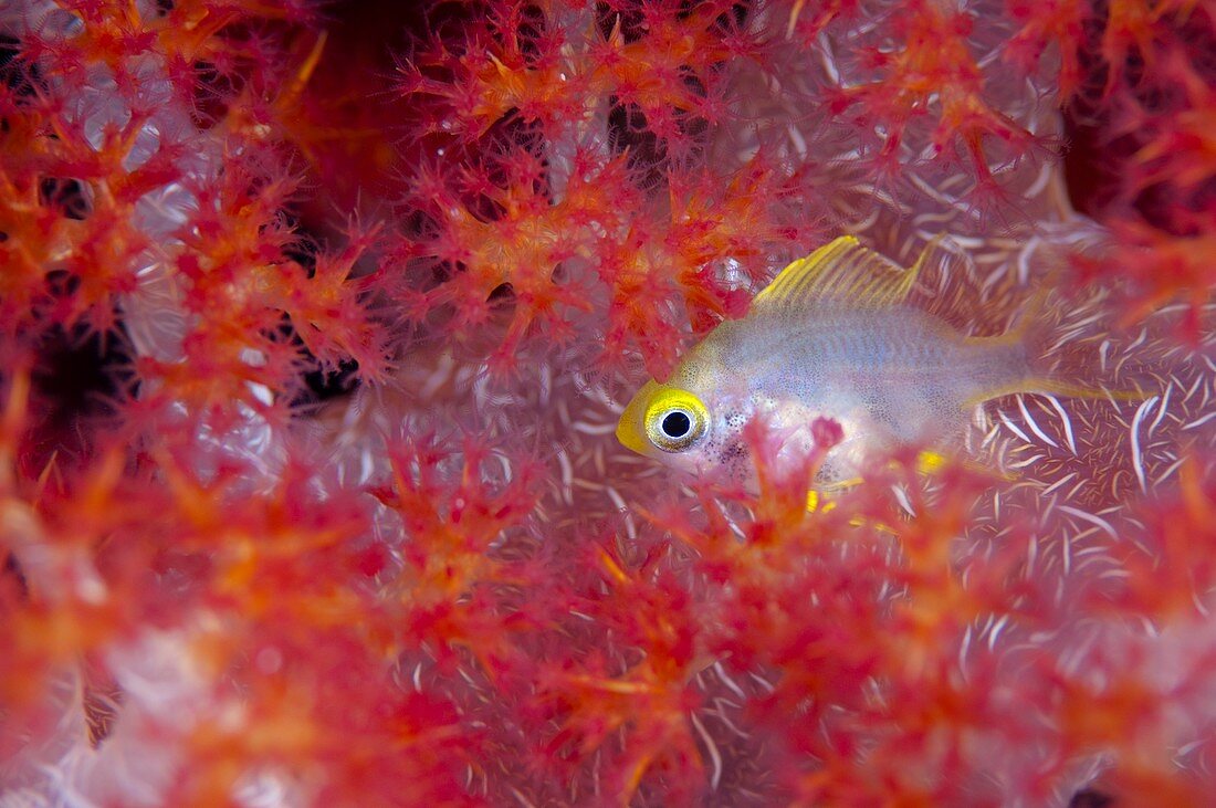 Damsel fish in soft coral,Indonesia