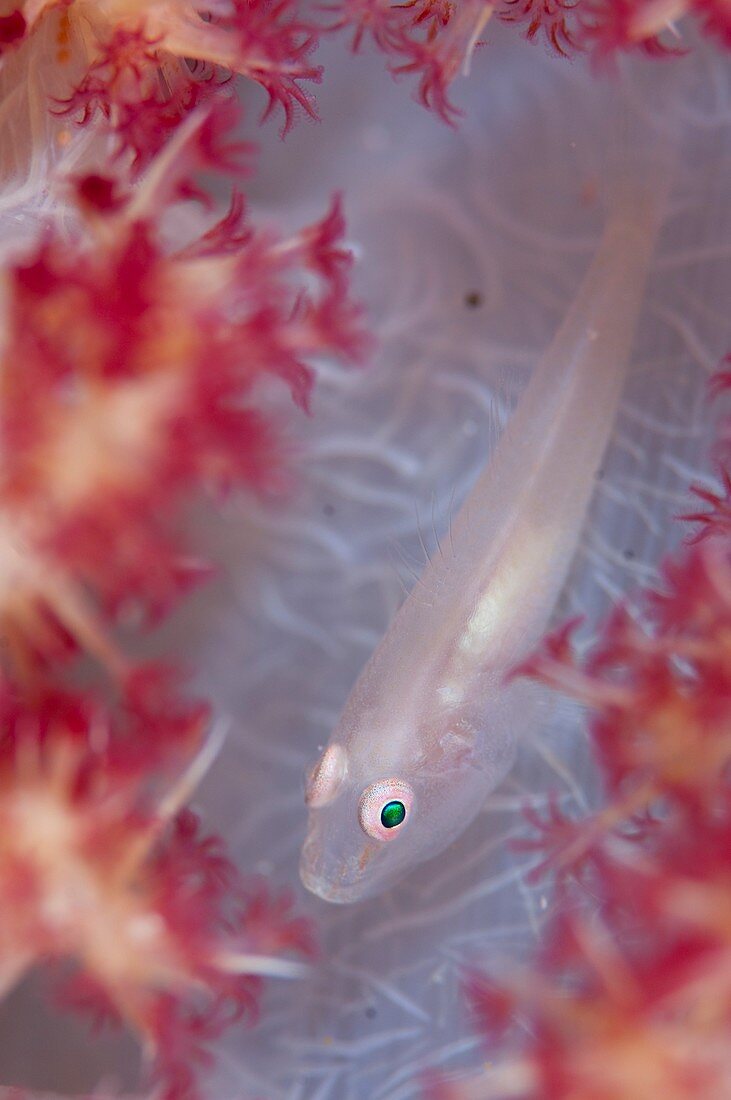 Soft coral goby in Indonesia