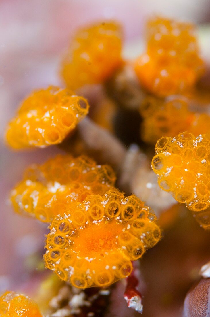Colony of sea squirts