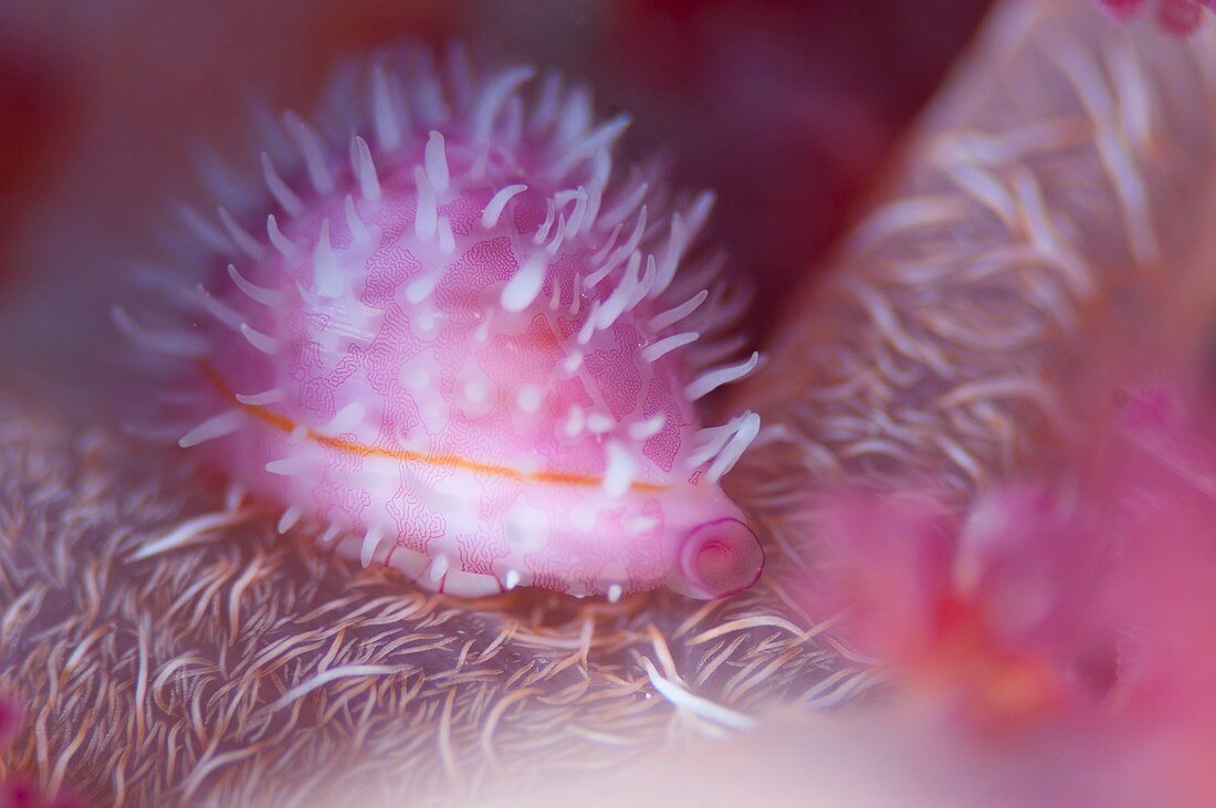 Pink cowrie shell on soft coral