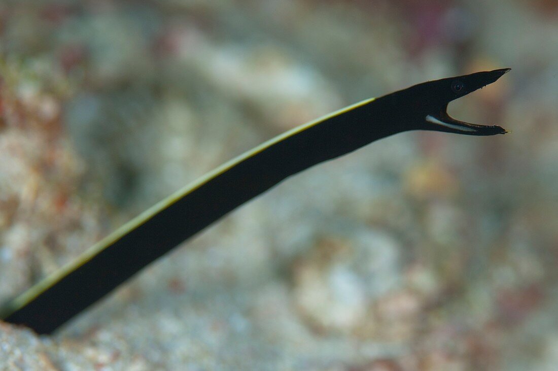 Juvenile ribbon eel in Indonesia