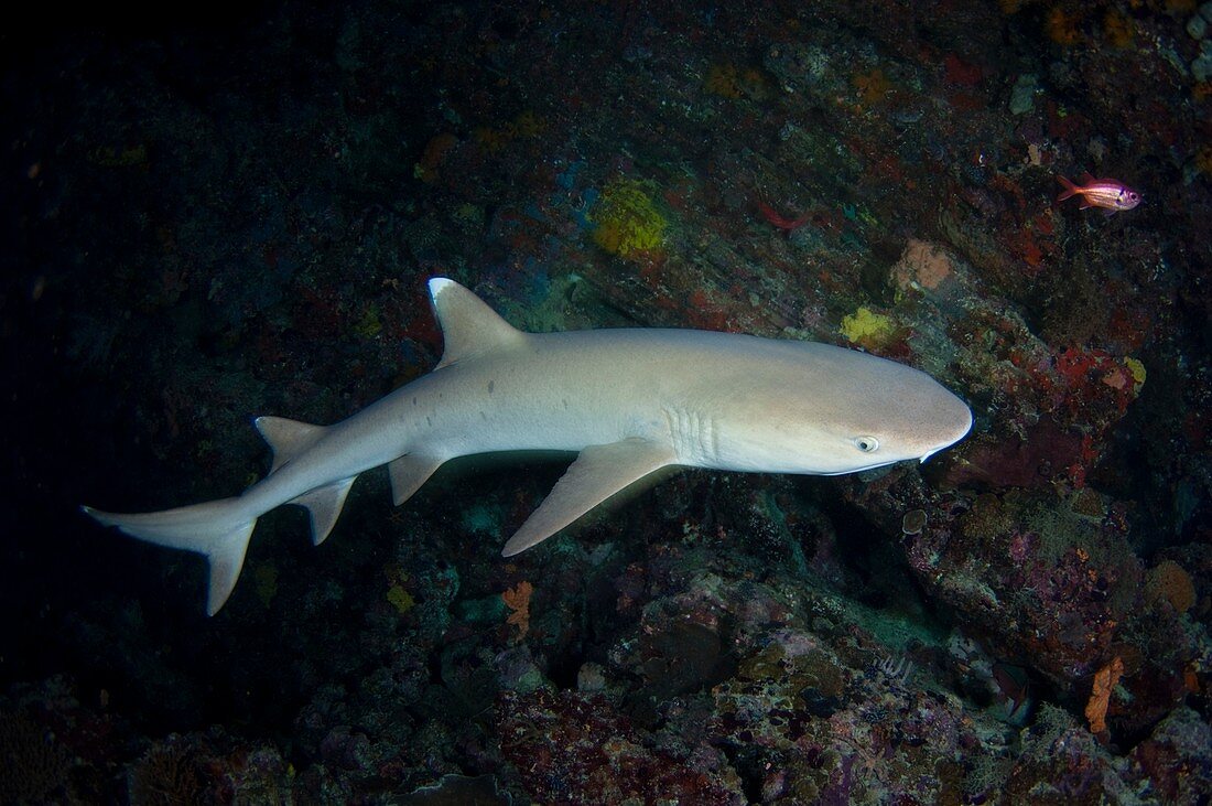 Whitetip reef shark in the Maldives