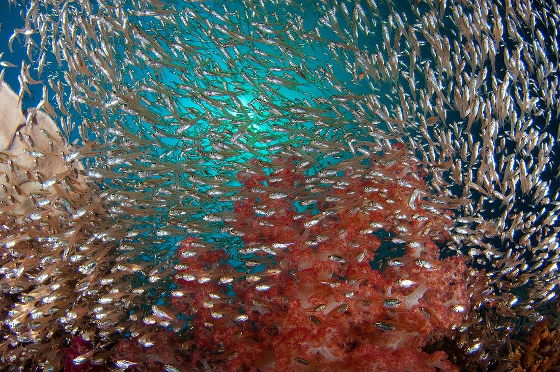 Glassfish swimming around soft coral