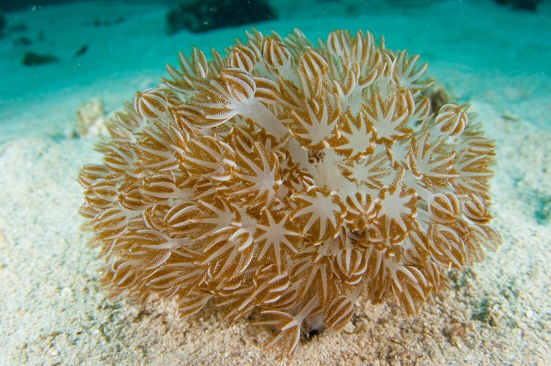 A clump of soft coral in Indonesia