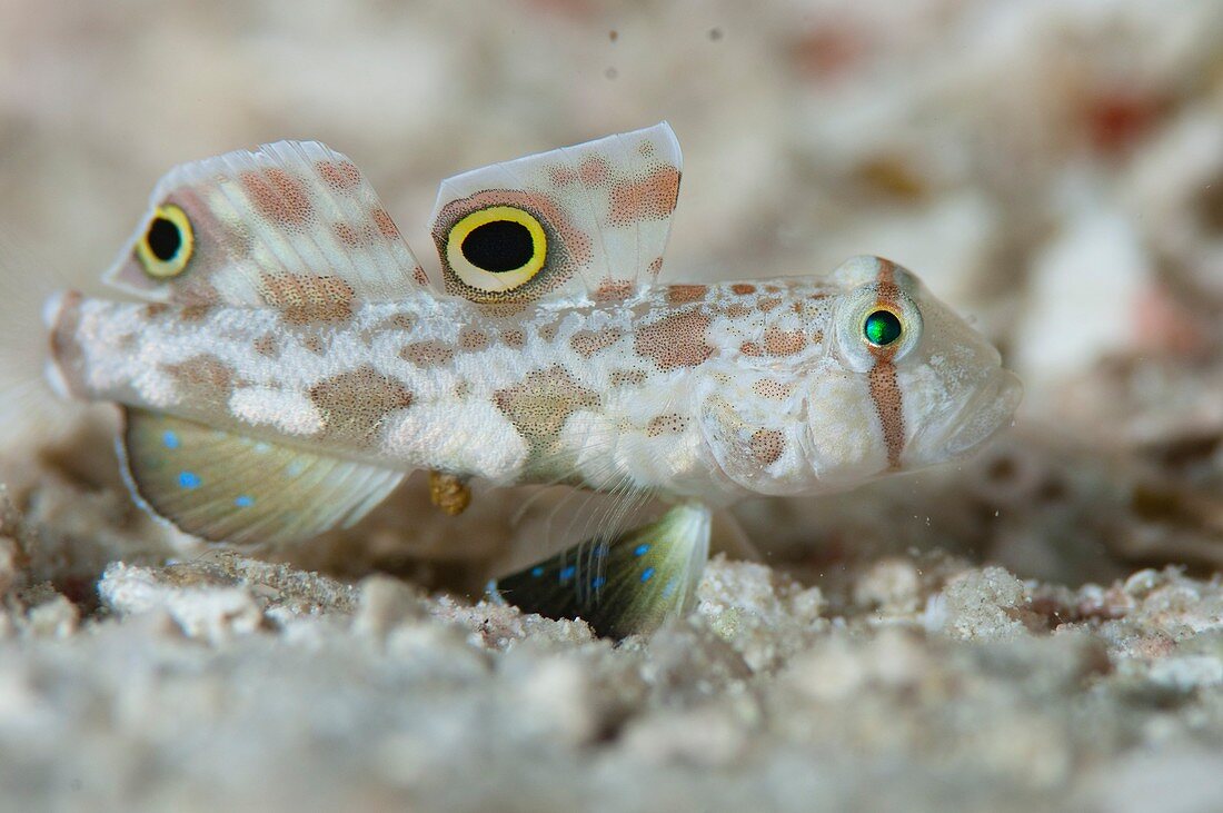 Goby camouflaged on sand