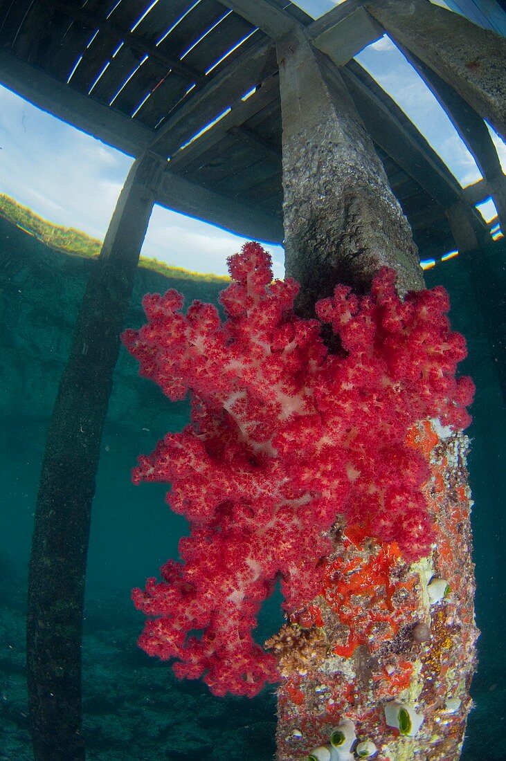 Soft coral growing on jetty