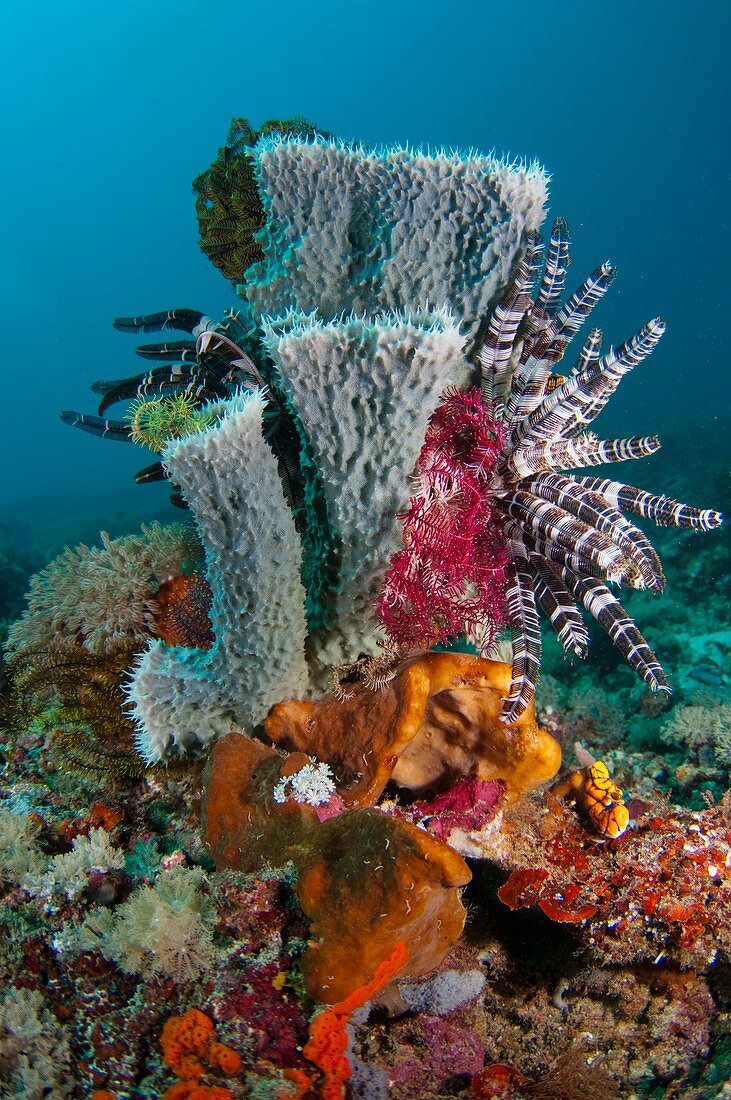 A group of invertebrates in Indonesia