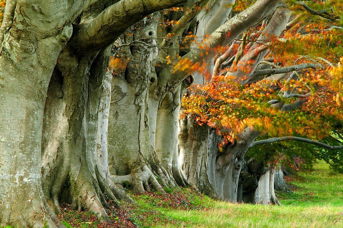 Beech (Fagus sylvatica) trees in autumn