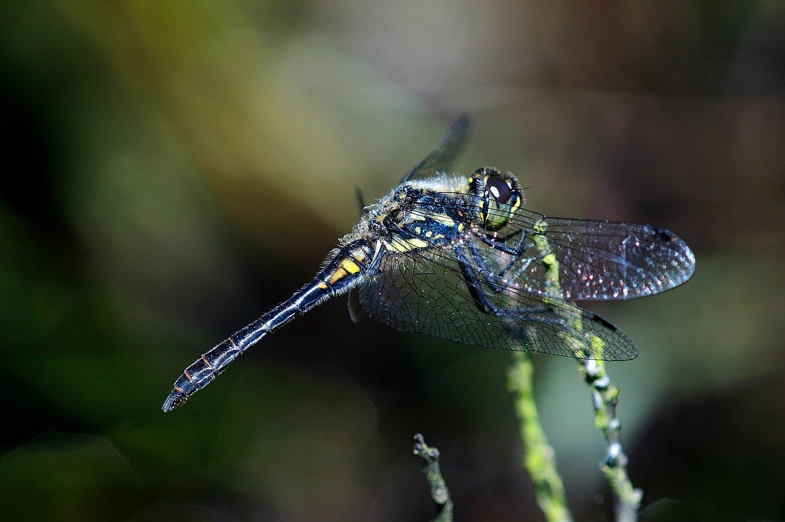 Black darter dragonfly