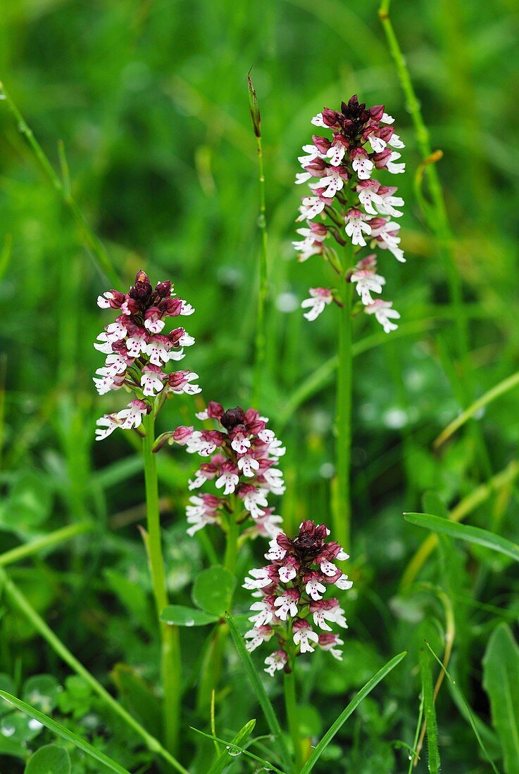 Burnt-tip orchid (Neotinea ustulata)