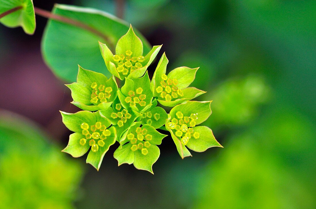 Bupleurum rotundifolium flowers